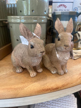 Crouching Cotton Tail Bunny Rabbit Easter