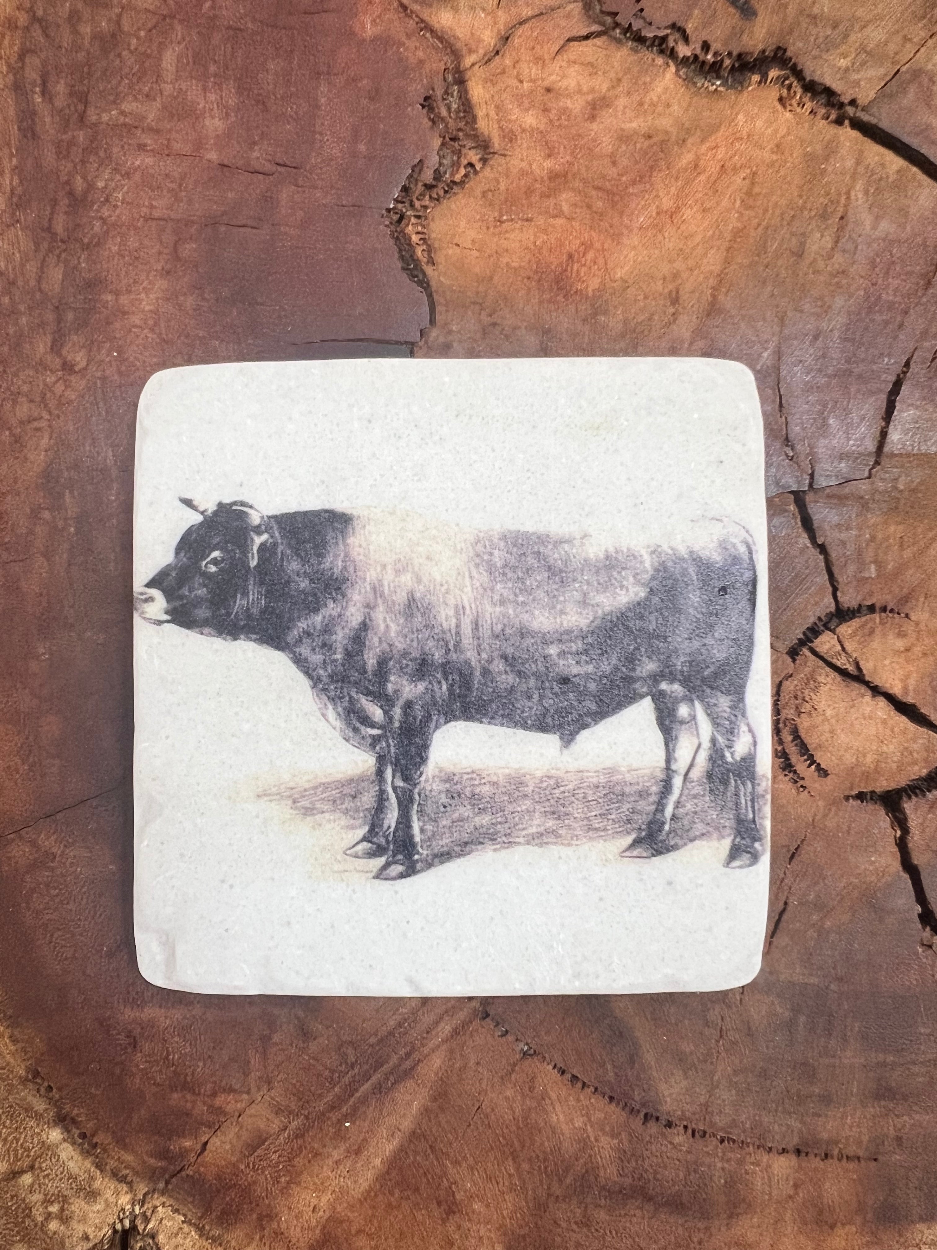 Galloway Bull Coaster